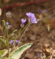 Gilia capitata chamissonis