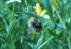 Bombus pascuorum
