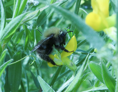 Bombus pascuorum