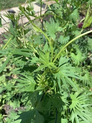 Ipomoea × multifida