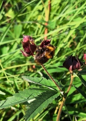Bombus cingulatus