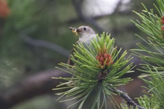 Corthylio calendula calendula