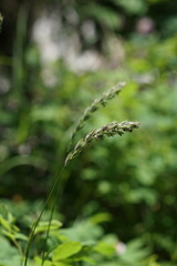 Leymus innovatus