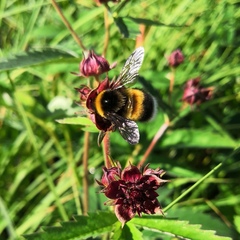 Bombus sporadicus