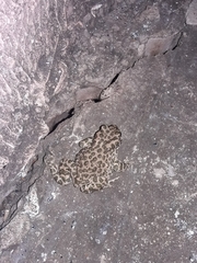 Bufotes viridis