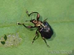 Euops splendidus