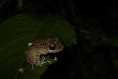 Craugastor decoratus