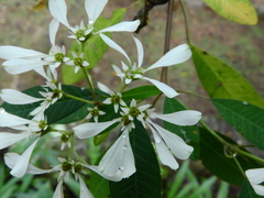 Euphorbia leucocephala