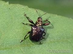Euops splendidus