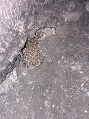 Bufotes viridis