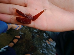 Neurothemis terminata