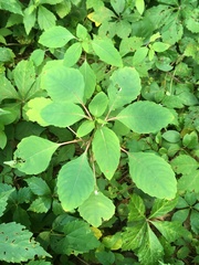 Impatiens pallida