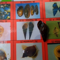 Sulcospira testudinaria