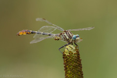 Phanogomphus militaris