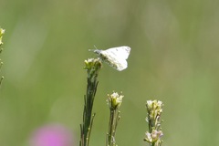 Euchloe ausonides