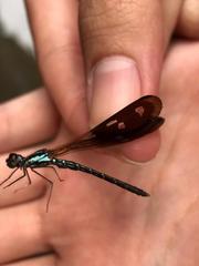 Heliocypha fenestrata