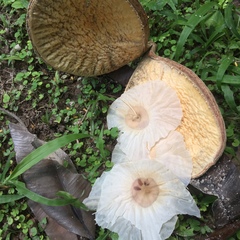Aspidosperma desmanthum