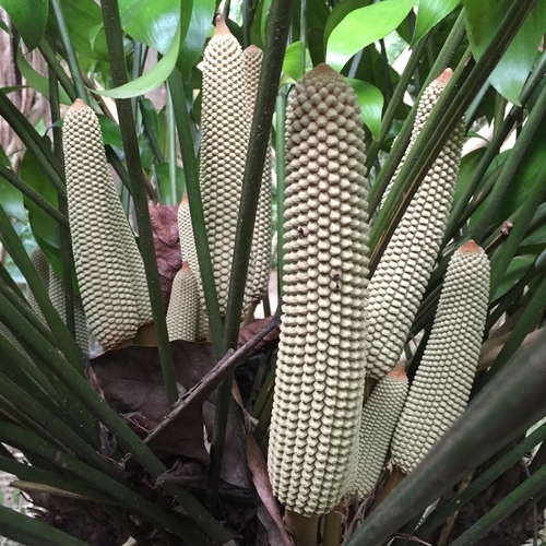 Zamia obliqua