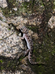 Hemidactylus