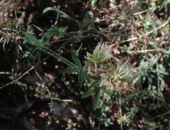 Trifolium ochroleucon ochroleucon