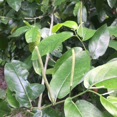 Piper tuberculatum