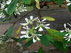 Euphorbia leucocephala