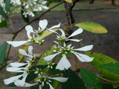 Euphorbia leucocephala