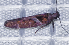 Pseudochelaria scabrella