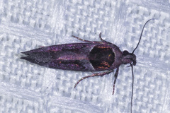 Pseudochelaria scabrella