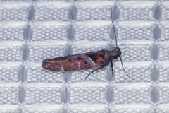Pseudochelaria scabrella