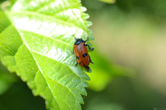 Clytra quadripunctata