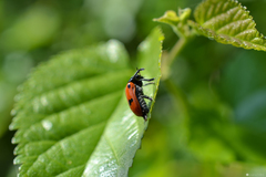 Clytra quadripunctata