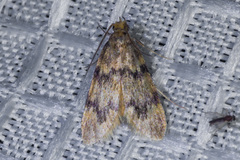 Aglossa acallalis