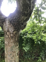 Thaumetopoea processionea