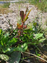 Epilobium adenocaulon