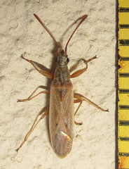 Paromius gracilis