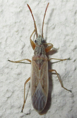 Paromius gracilis