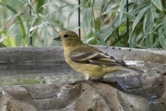 Lesser Goldfinch photo 3