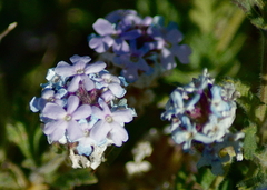 Glandularia latilobata