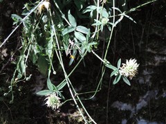 Trifolium ochroleucon ochroleucon