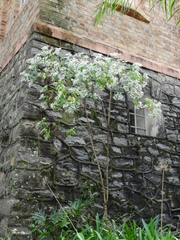 Euphorbia leucocephala