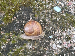 Helix pomatia