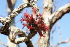 Tillandsia ionantha