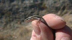 Plestiodon tetragrammus