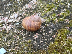 Helix pomatia