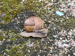 Helix pomatia