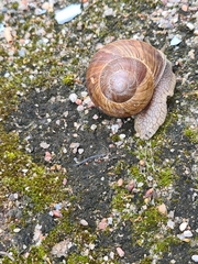 Helix pomatia