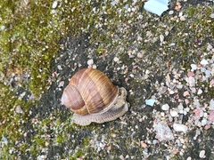 Helix pomatia