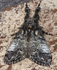 Dasychira vagans