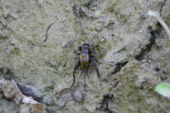 Melanogryllus desertus